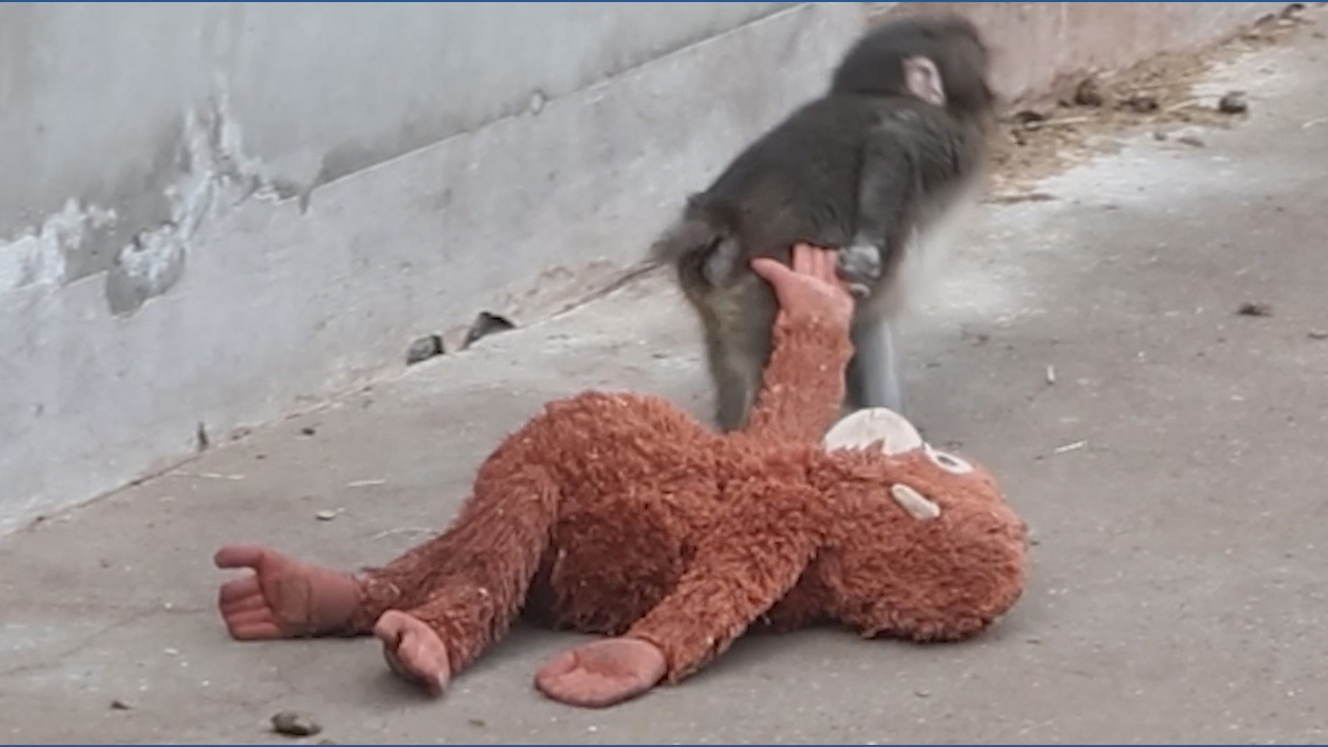 Abandoned monkey and his plushie mother