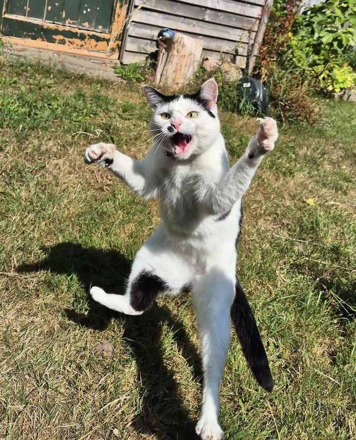 98 endearingly derpy animals that can brighten even the worst day