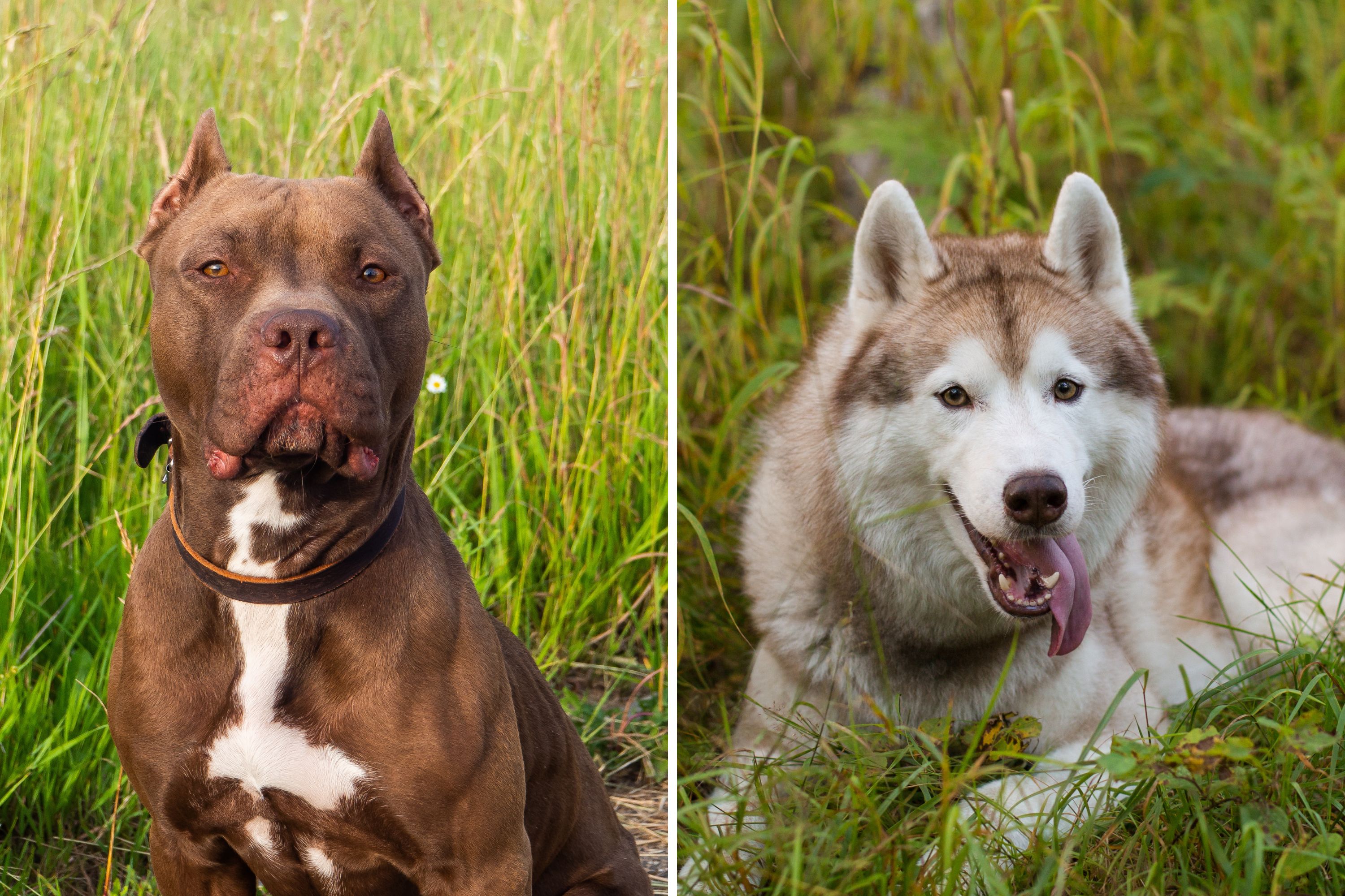 Owner shares her pit bull and husky mix—people can
