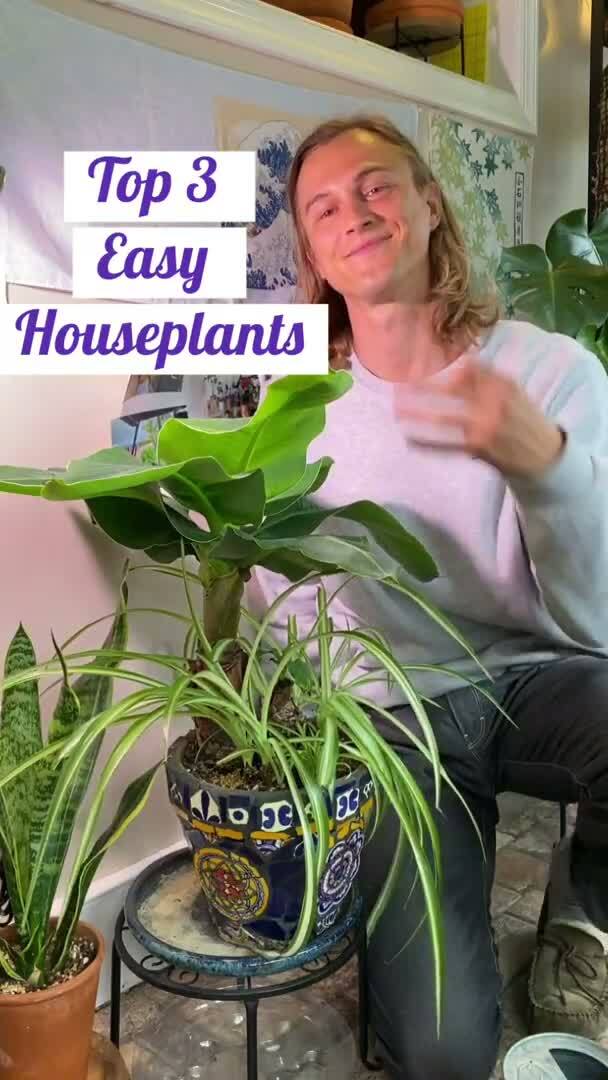 Top 3 easy houseplants in my jungle