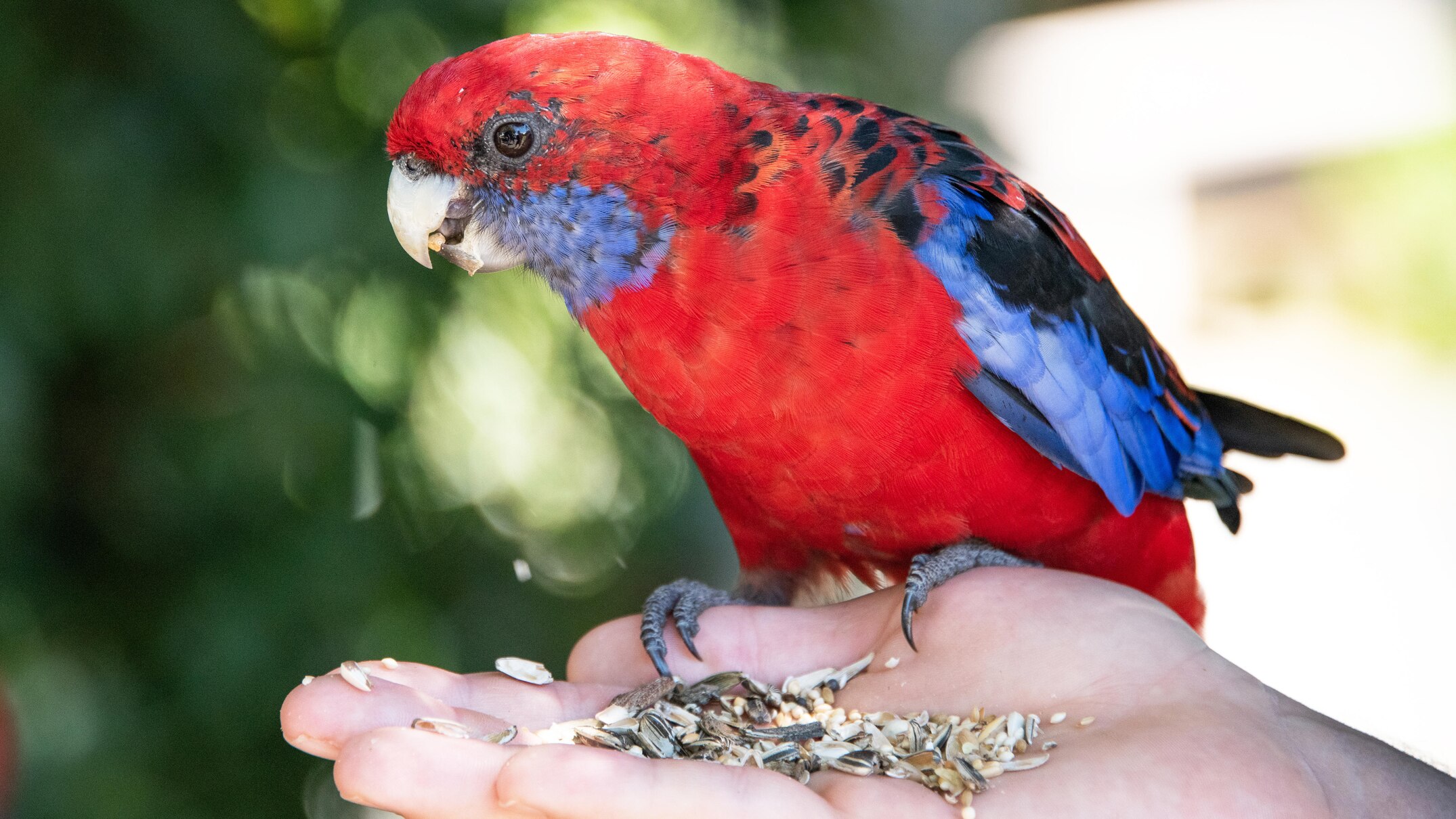 Is it OK to feed Australia's wild birds?