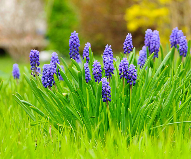 5 invasive plants you need to tackle this winter – remove them now ...