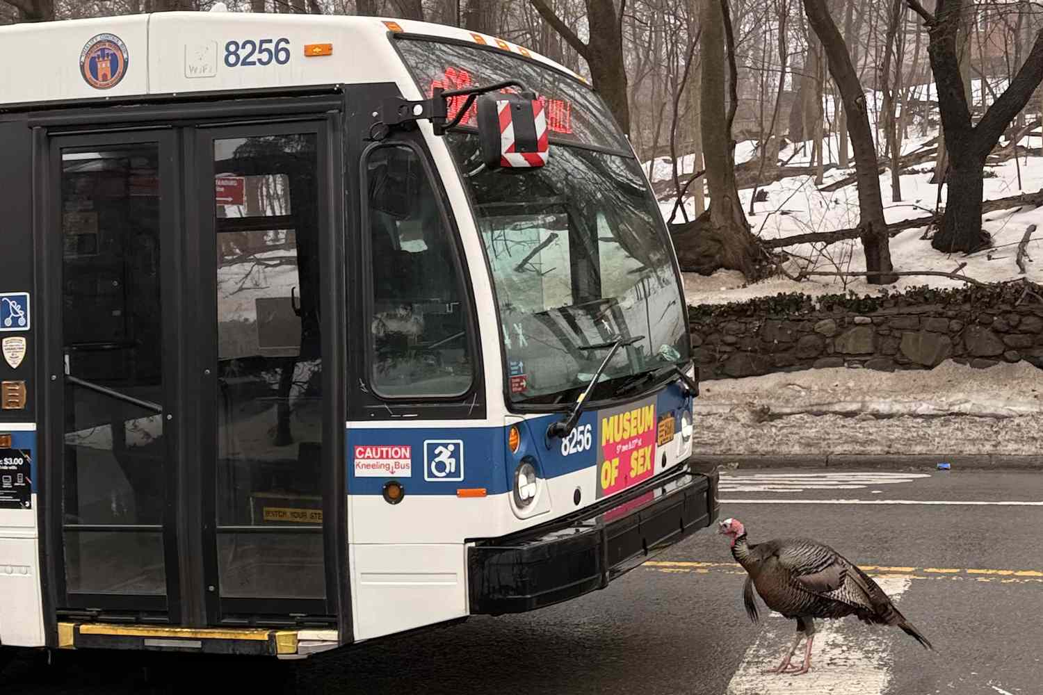 Wild turkey halts traffic in NYC by getting in a crosswalk standoff ...