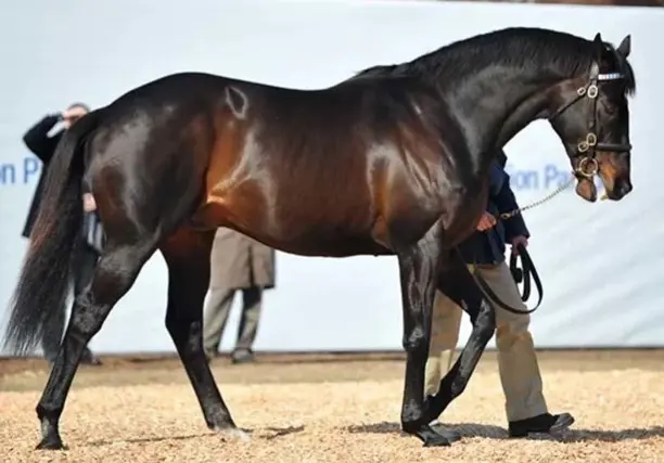 10 con ngựa đắt nhất thế giới