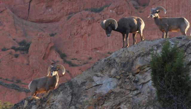 Scientists issue warning after researching endangered species high in ...