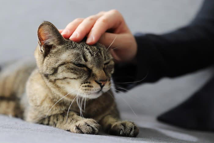 猫がストレスによって発症する『心の病気』3つ 主な症状や予防法、メンタルケアの方法まで