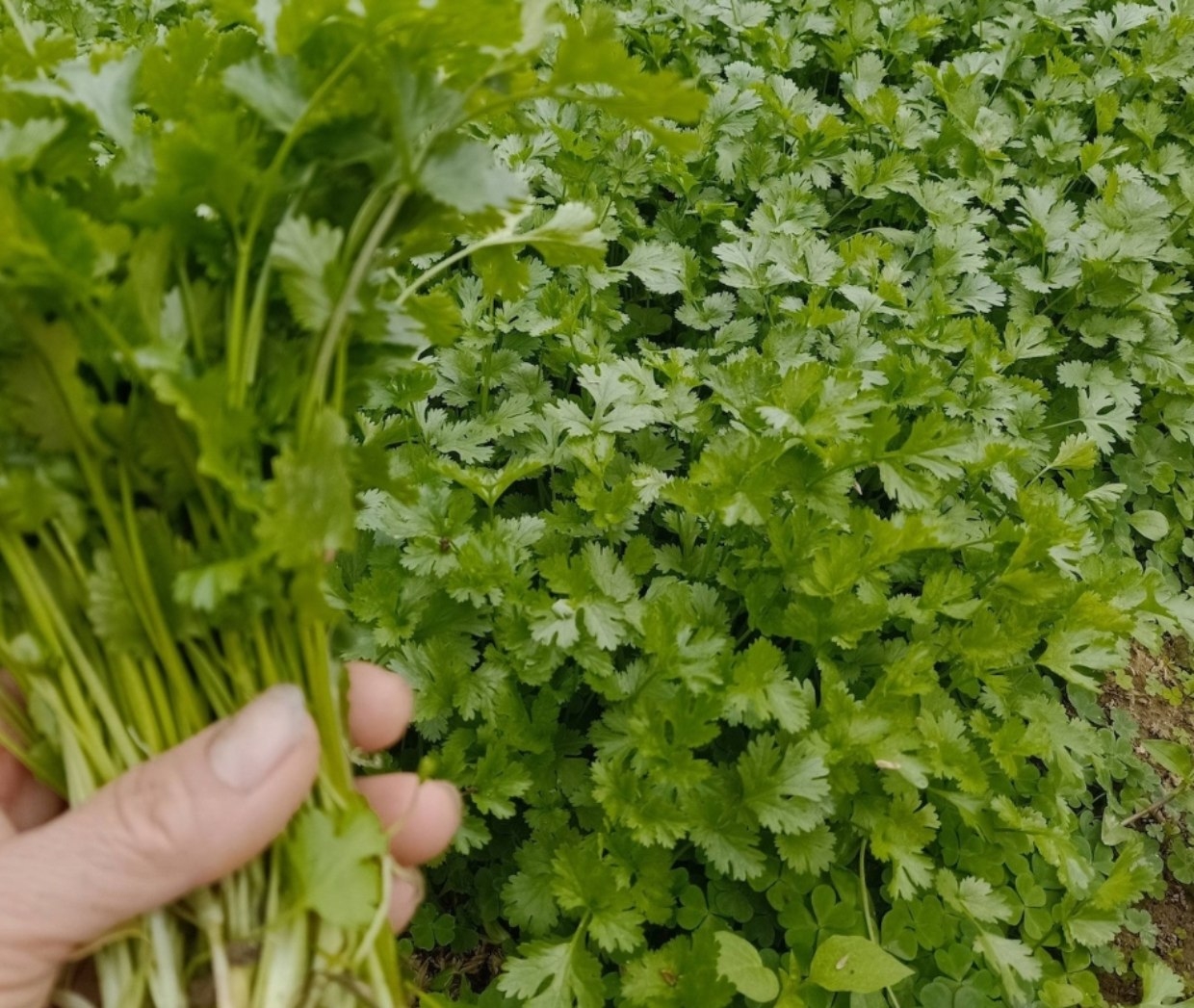 Rau mùi – gia vị quen thuộc giúp hỗ trợ tiêu hóa, giảm đầy bụng