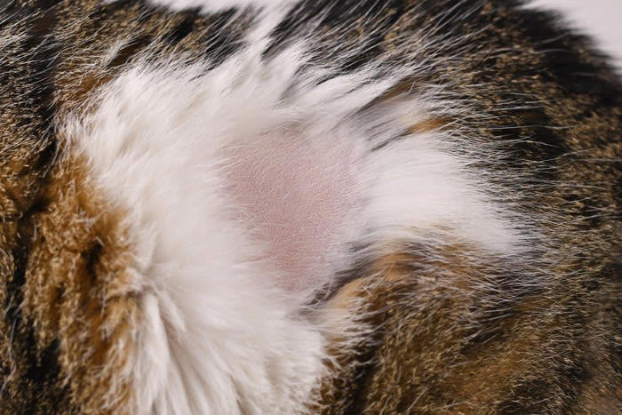 猫がストレスによって発症する『心の病気』3つ 主な症状や予防法、メンタルケアの方法まで