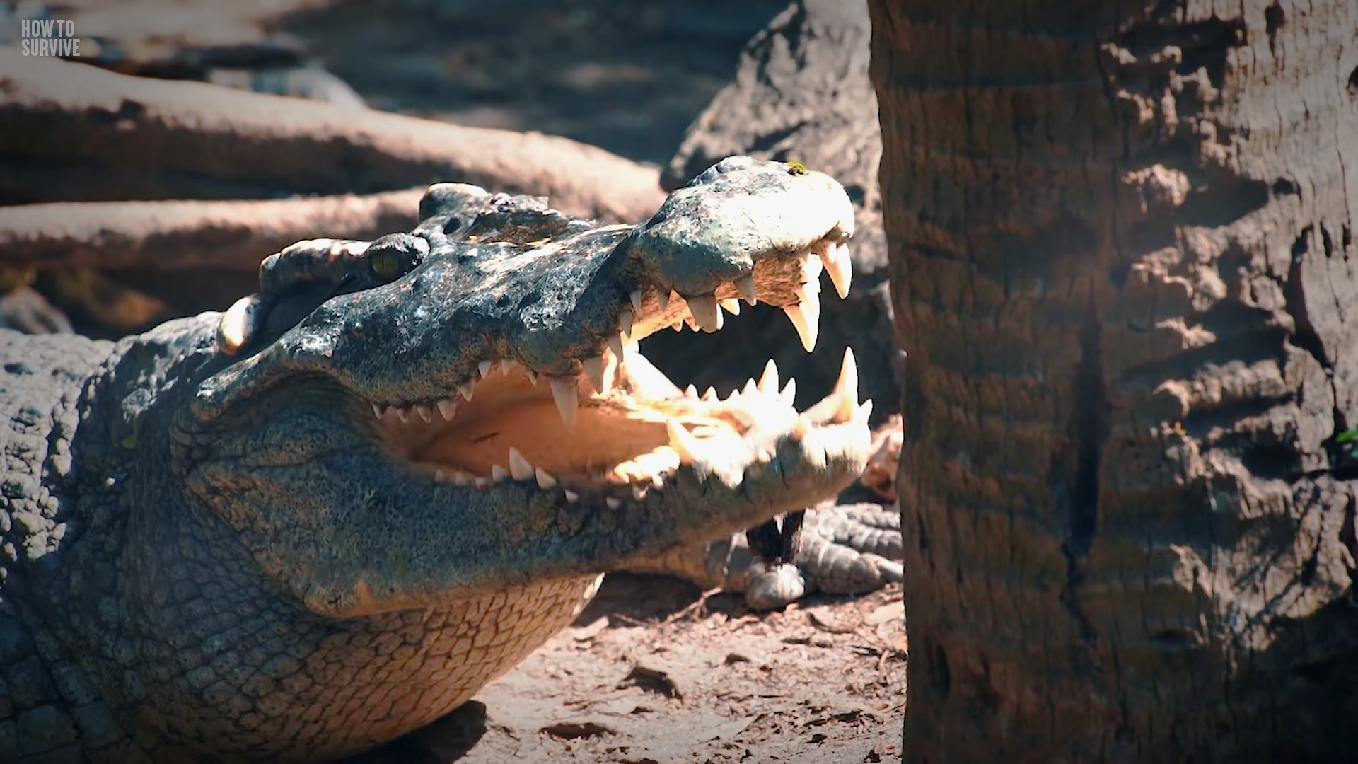 7 Meter Krokodil, 1.000 Kilo pure Gewalt - eine Drehung zerreißt deinen ...