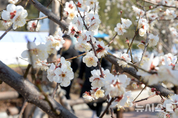 つぼみをほころばせた春の伝令、ウメの花