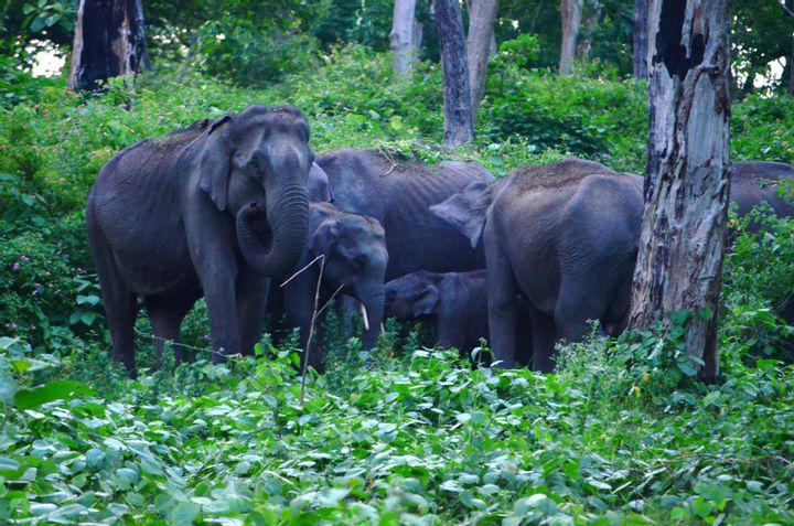 Elephant calf gets unexpected help, and the reaction is astonishing