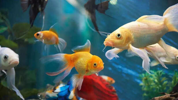 Can fish recognize their owners? The science behind fish intelligence