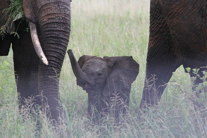 Elephant calf gets unexpected help, and the reaction is astonishing