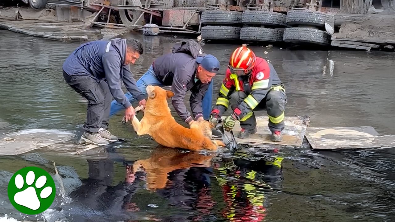 Dog stuck in tar after truck accident gets rescued by strangers<br><br>
