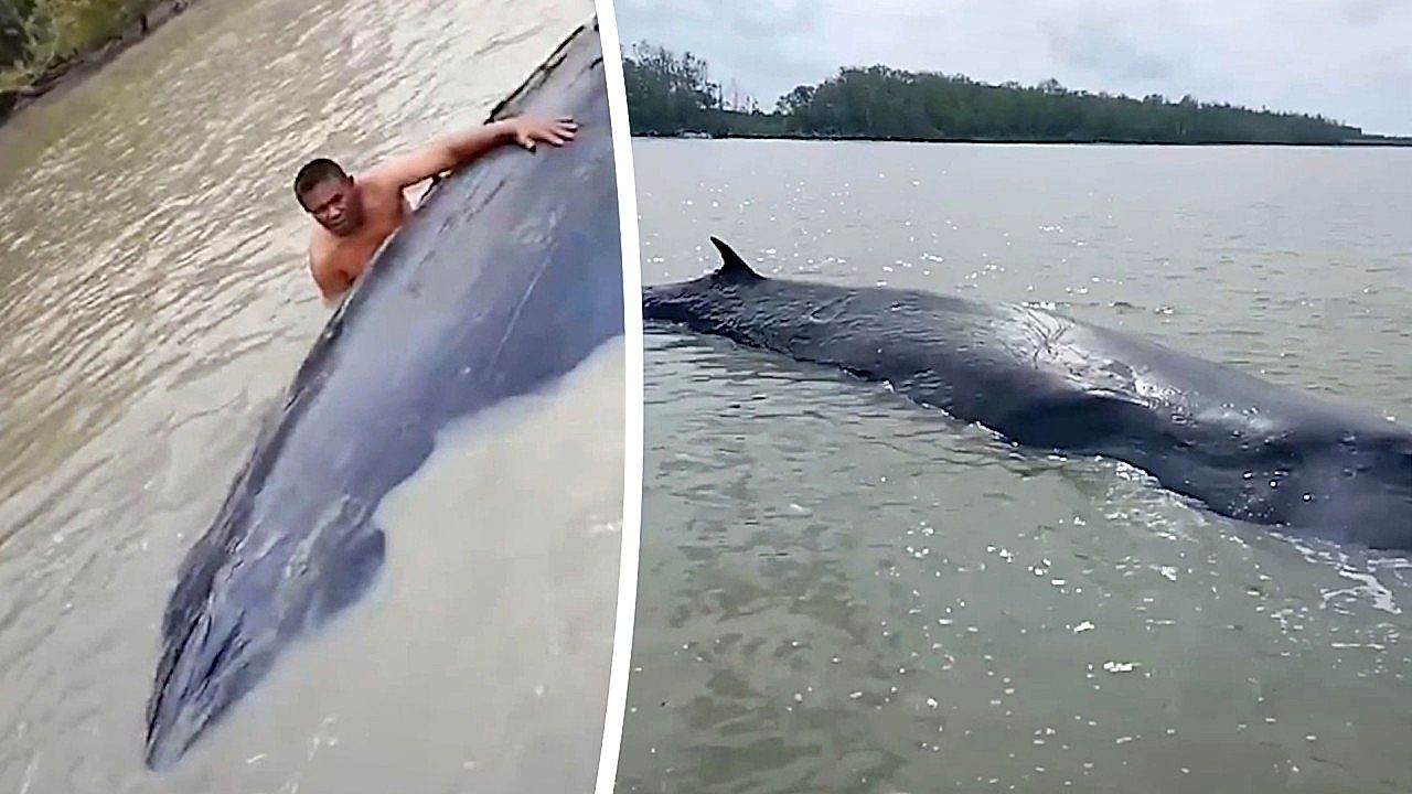 Pescadores correm para salvar baleia de 15 metros encalhada em águas ...