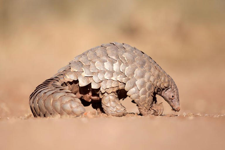 World Pangolin Day: Urgent call to save the most trafficked mammal
