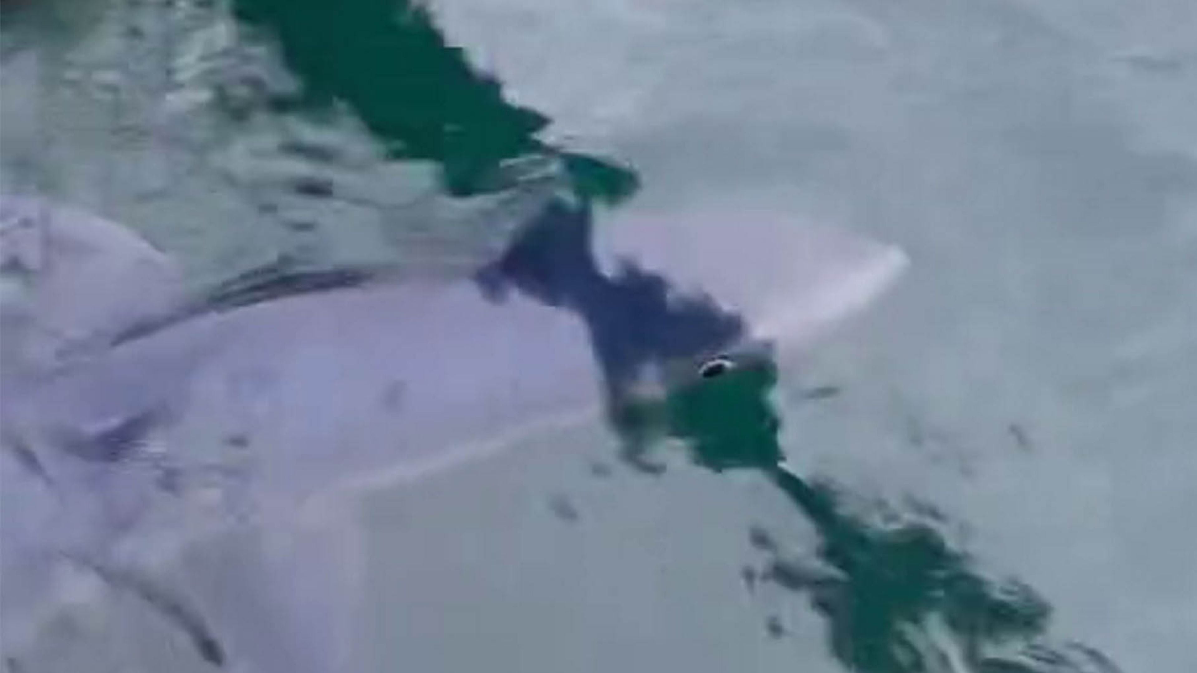 Requin de 1,5 m aperçu en train de tournoyer autour du port de ...