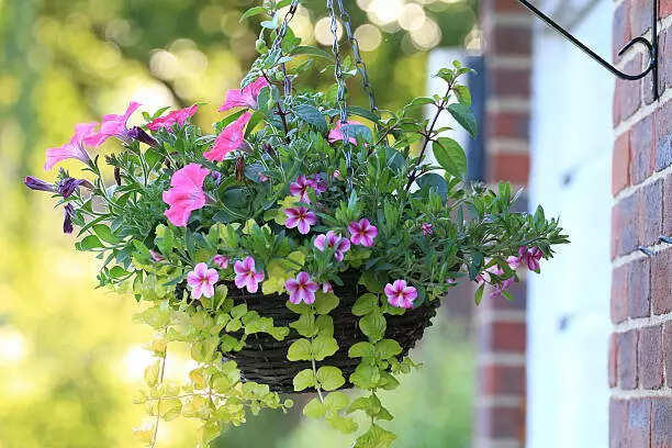 Top hanging basket plants that turn small spaces into living art