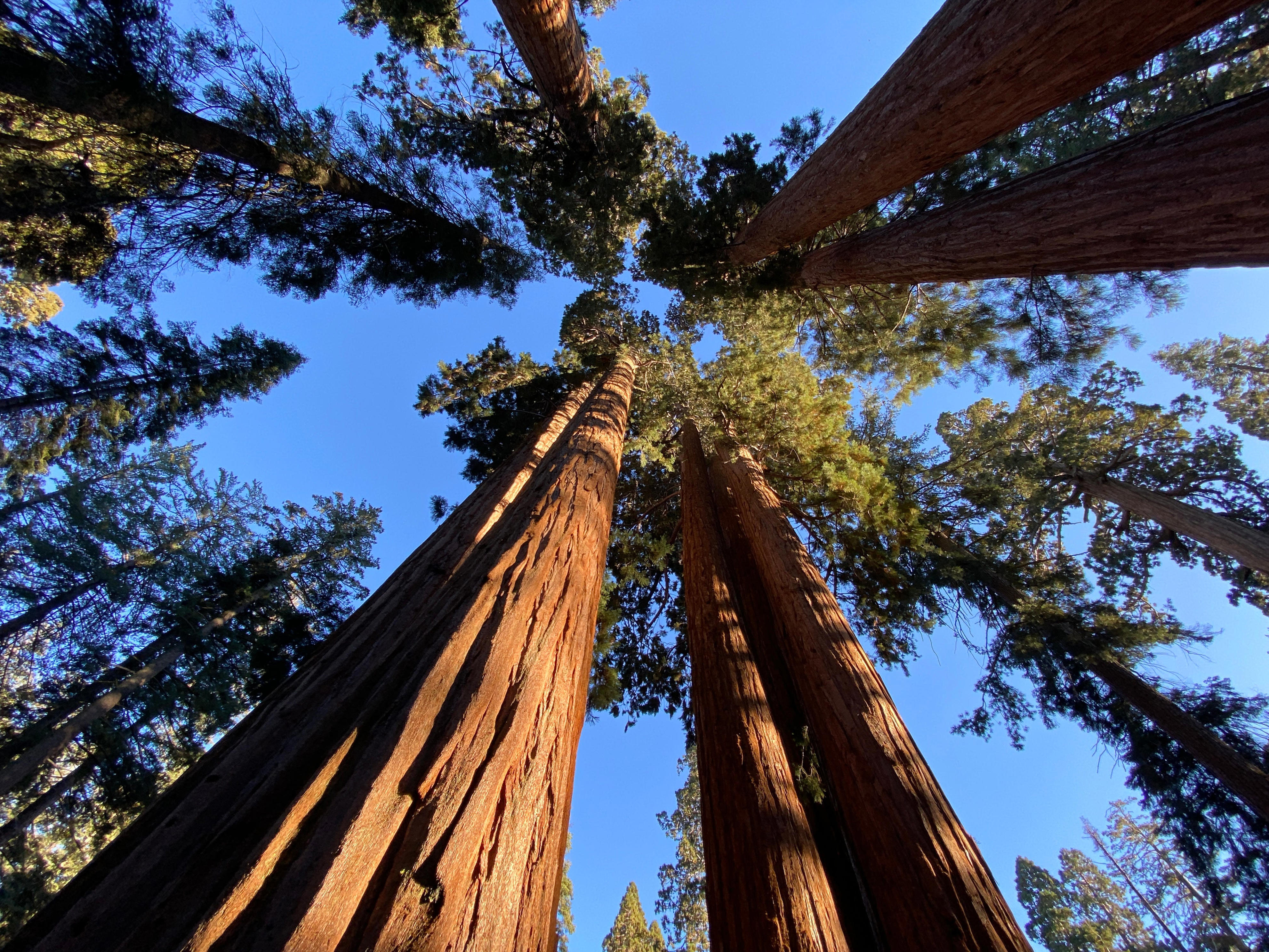 Stand among giants, walk with kings at these California national parks