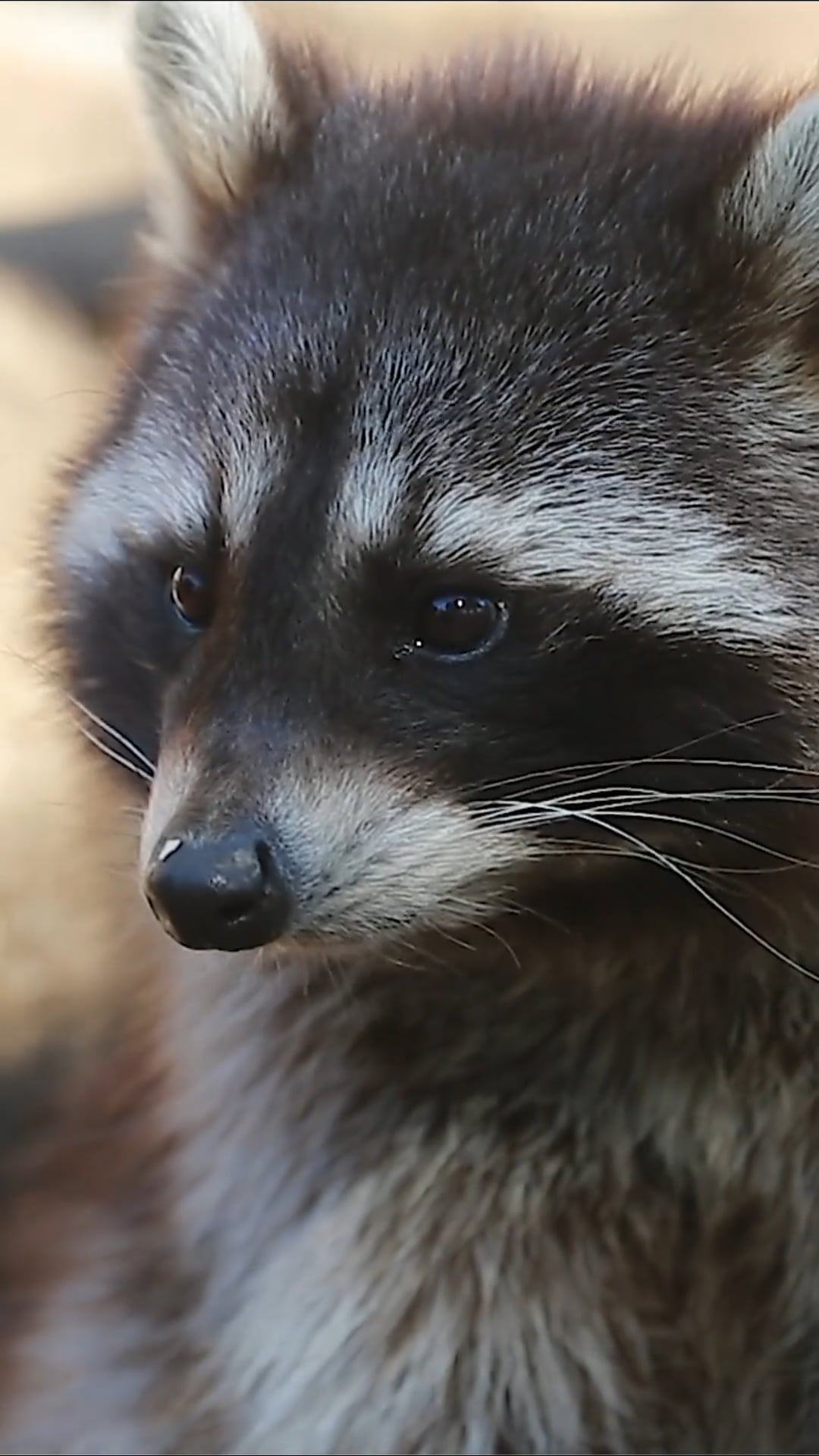 Raccoons: Close-up footage of nature's masked mischief makers