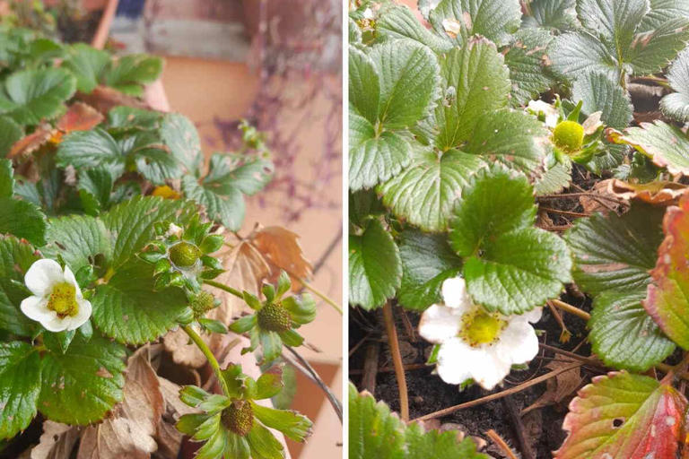 Come coltivare le fragole in vaso: 7 cose a cui devi fare attenzione ...