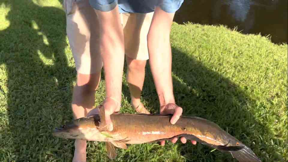 Invasive fish discovered in my backyard