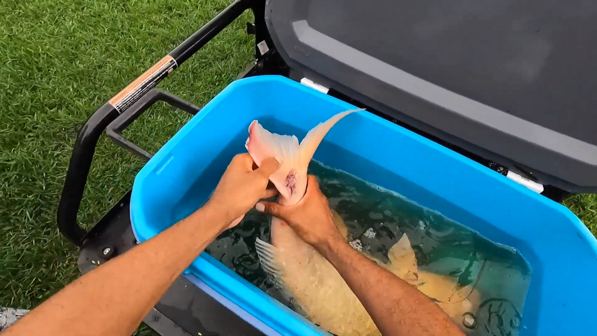 How we tried to catch the predator killing our fish
