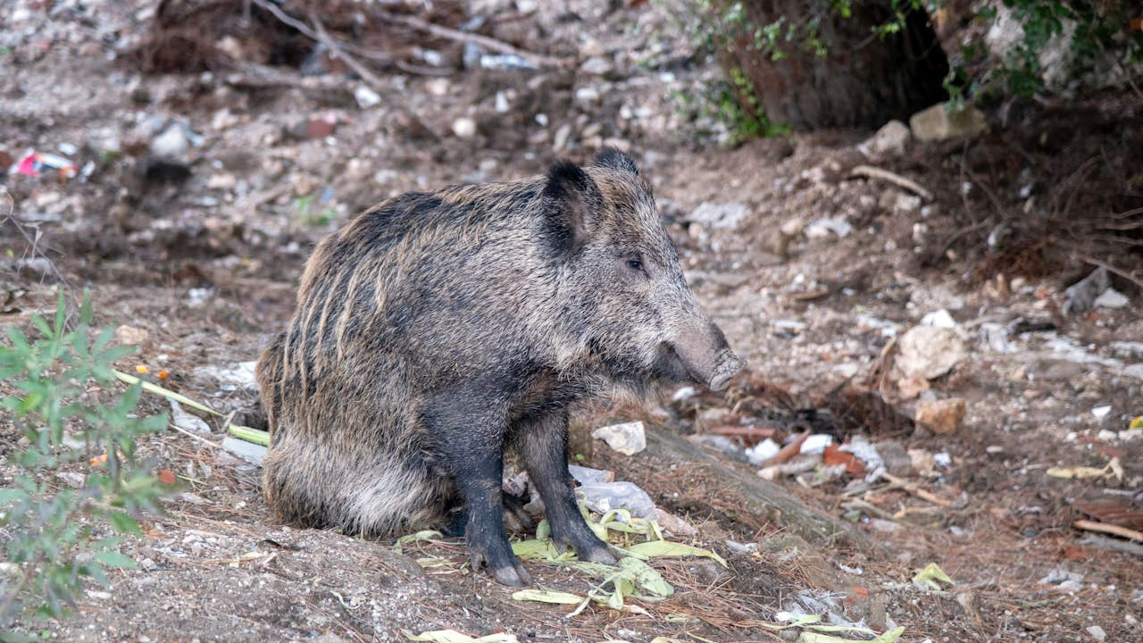 15 US states where hog hunters are seeing sounders in new counties