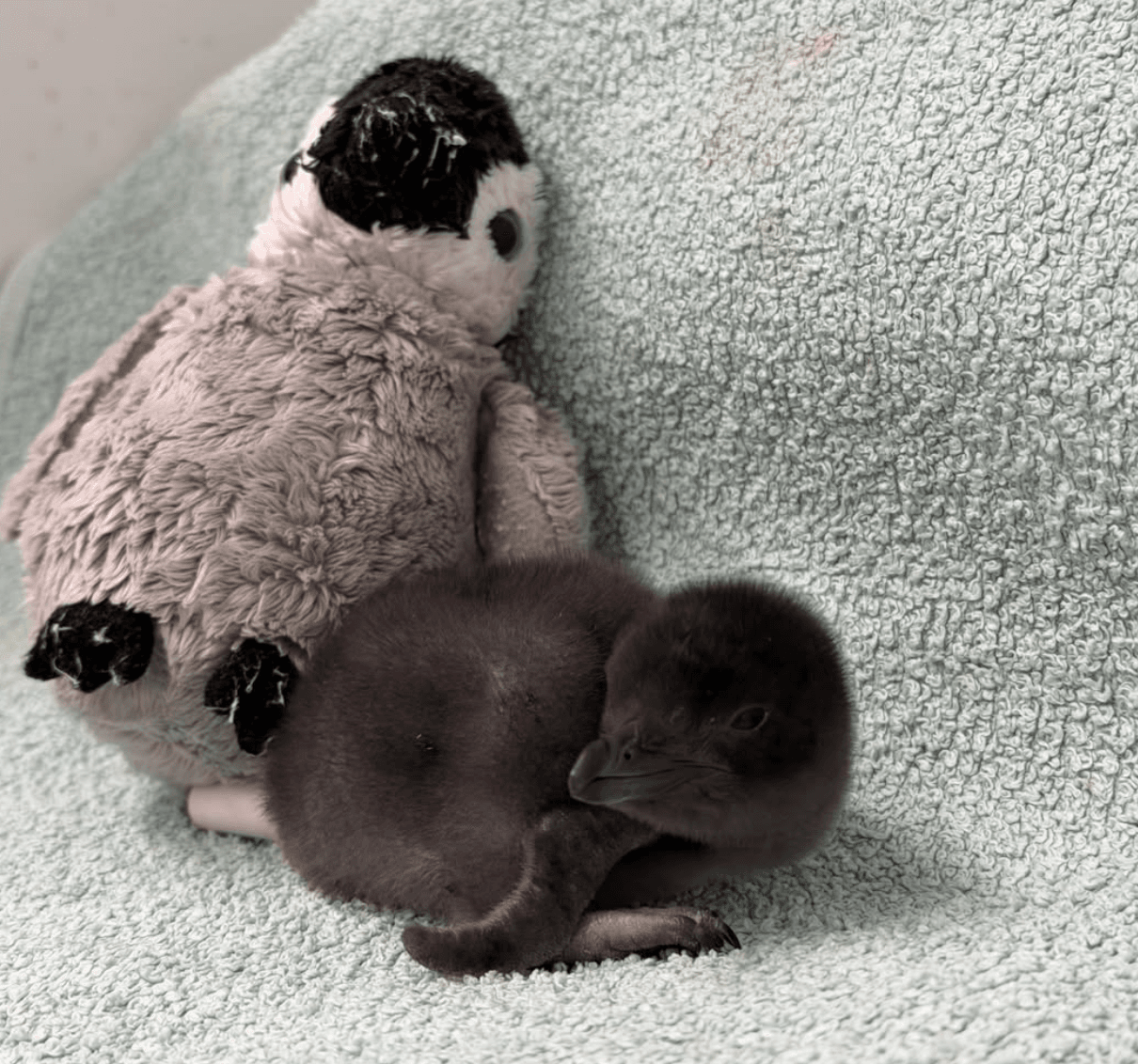 Henry the penguin's stuffed toy sparks our second emotional animal ...