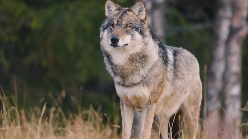 Wolves haven’t lived in Britain for centuries — that could change