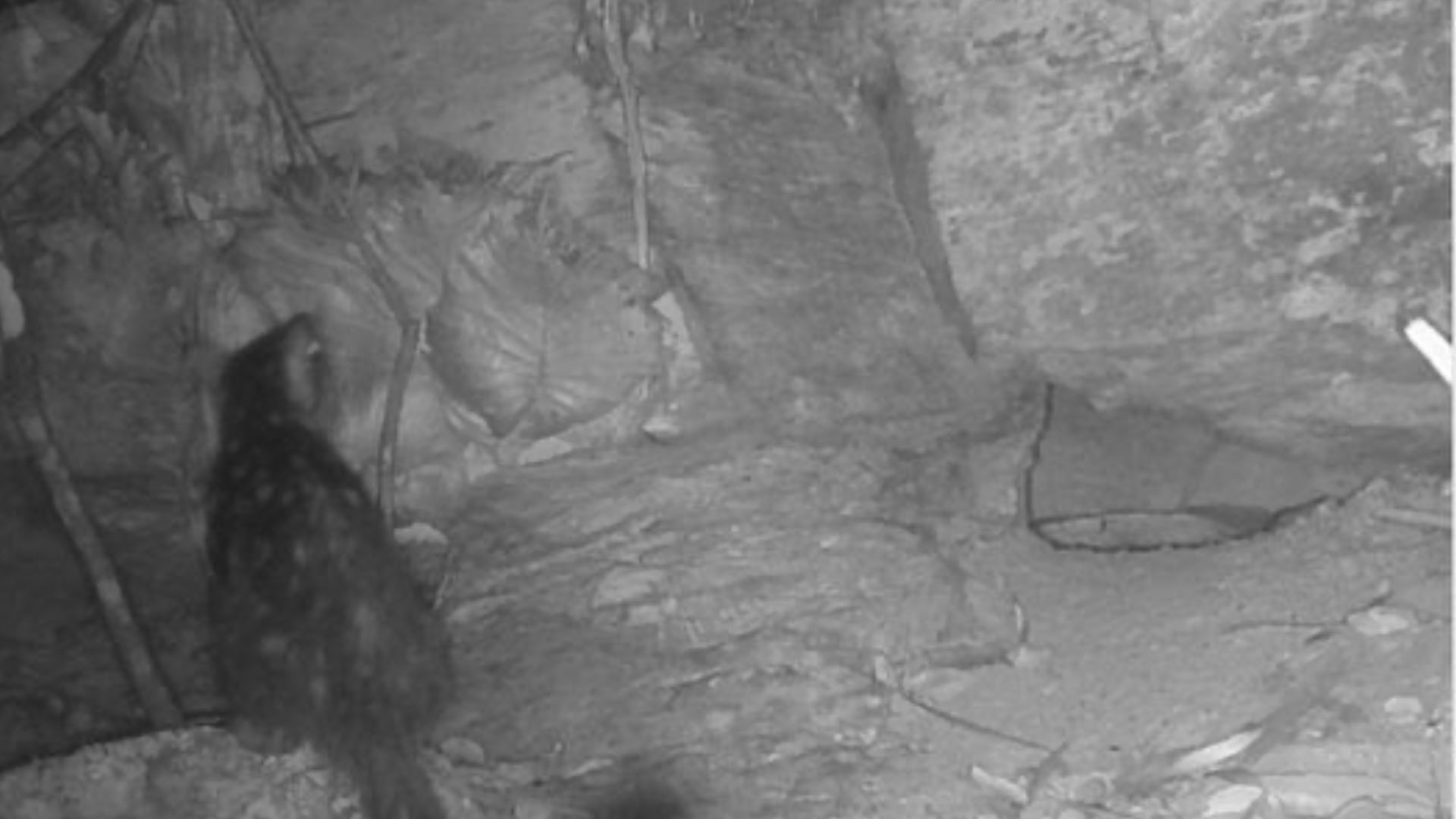 In Australia, an animal thought to have been extinct for 80 years ...