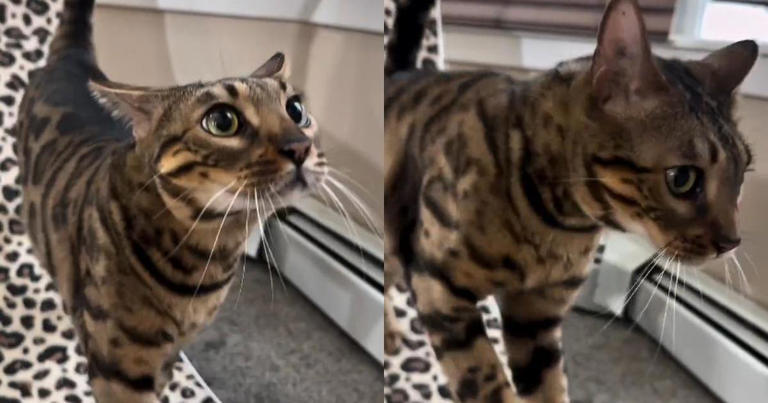 Video shows cat using 'spring paws' every time he's spooked