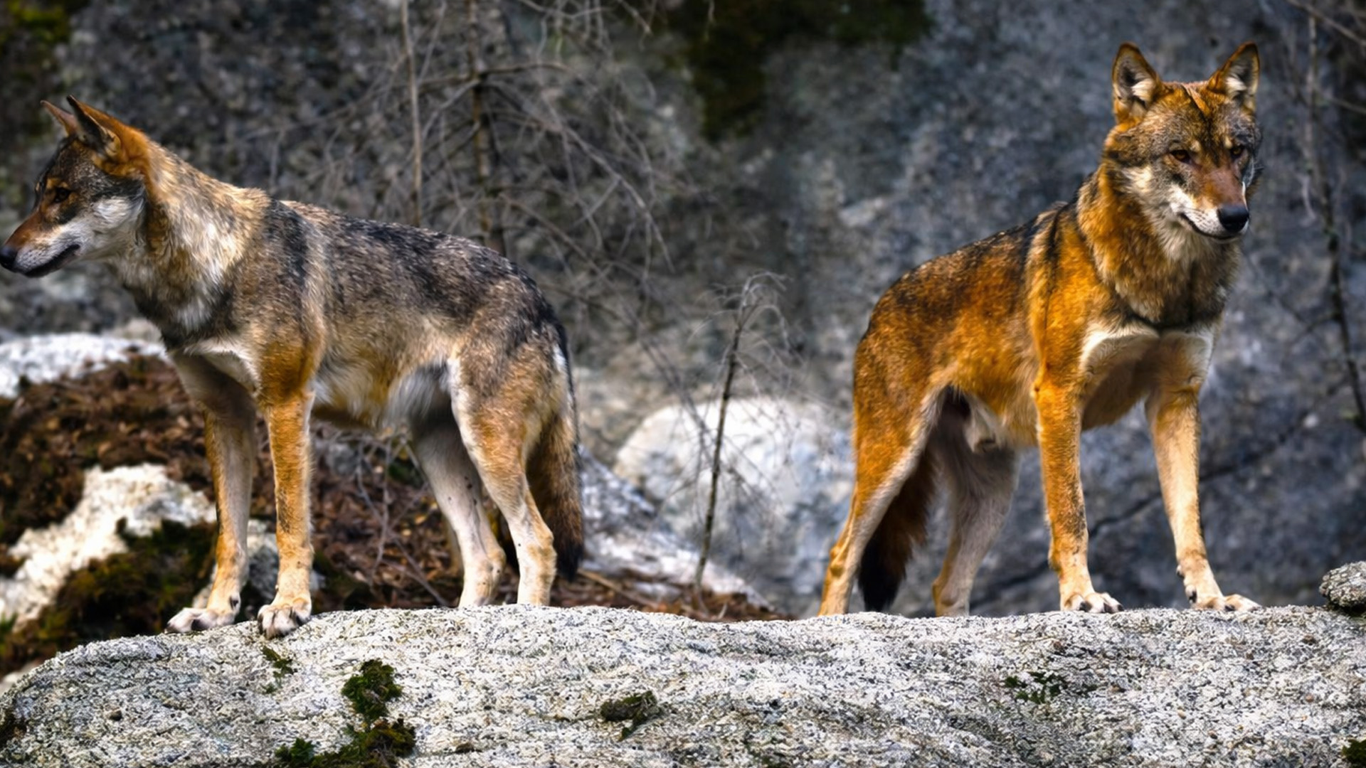 These wolves didn’t notice me watching