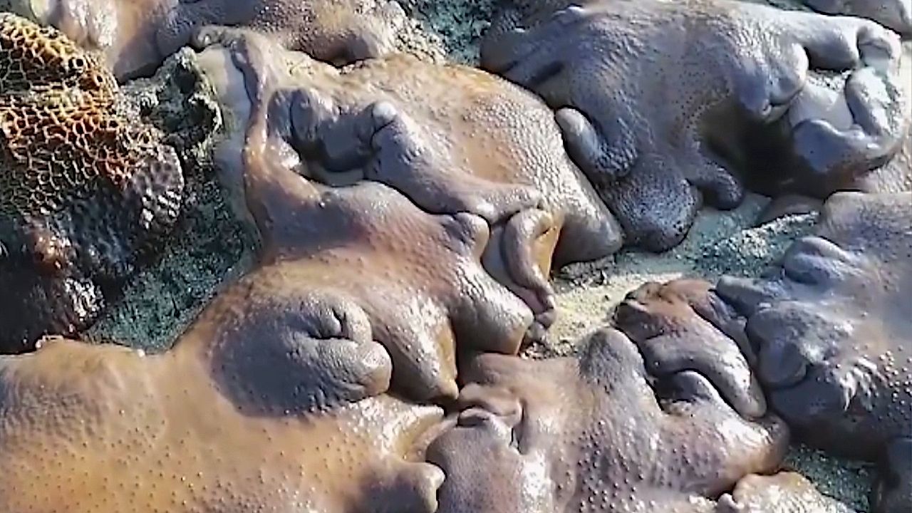 Strange clumps of marine invertebrates found along Myanmar coast