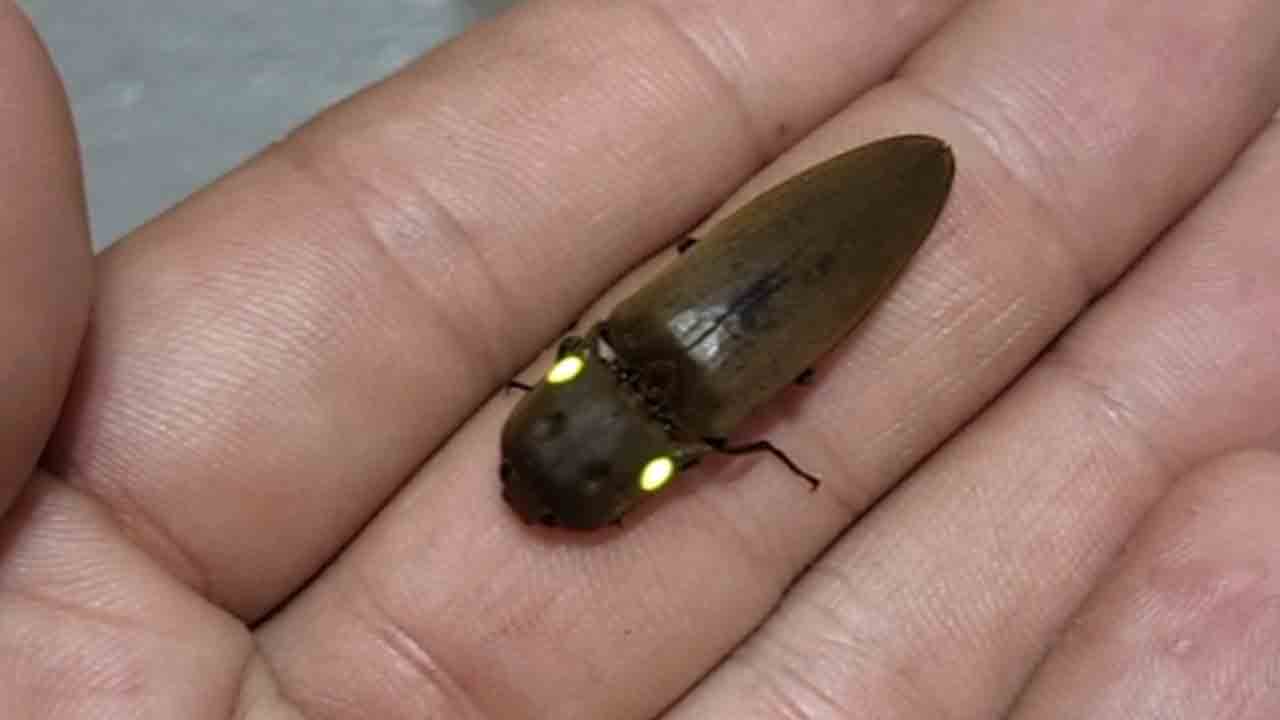 The headlight beetle is the brightest insect in the world!