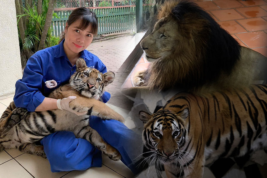 Chuyện những người hơn 20 năm đón Tết cùng thú dữ