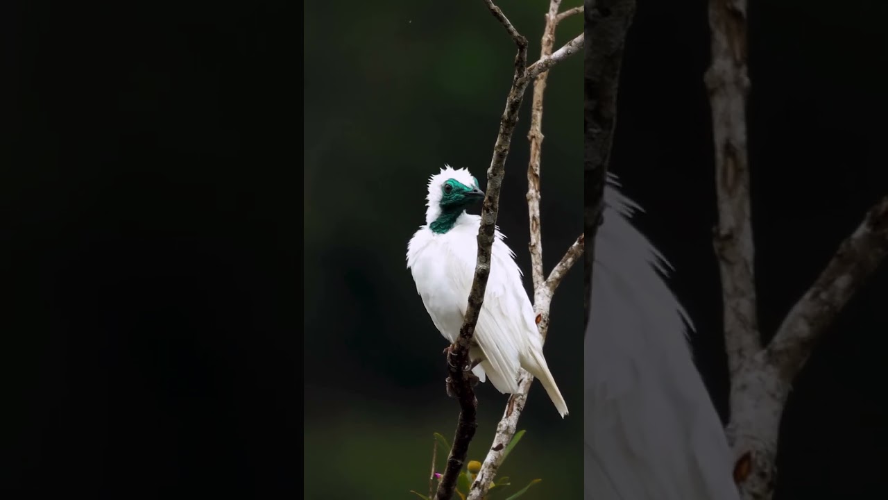 Hear the incredible call of the bare-throated bellbird