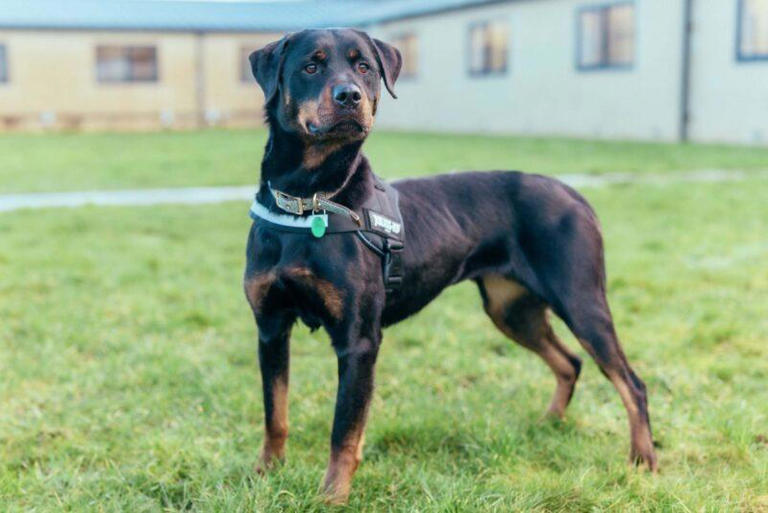 Give a rescue dog a forever home and support the vital work of ...