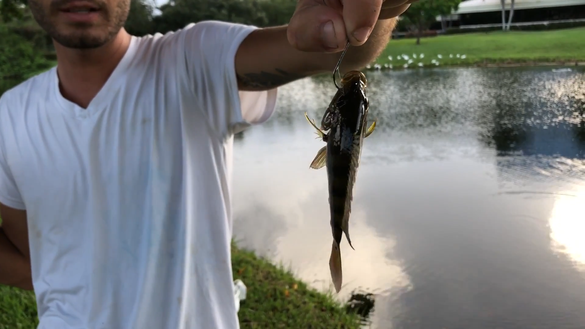 We separated the invasive fish from the main pond