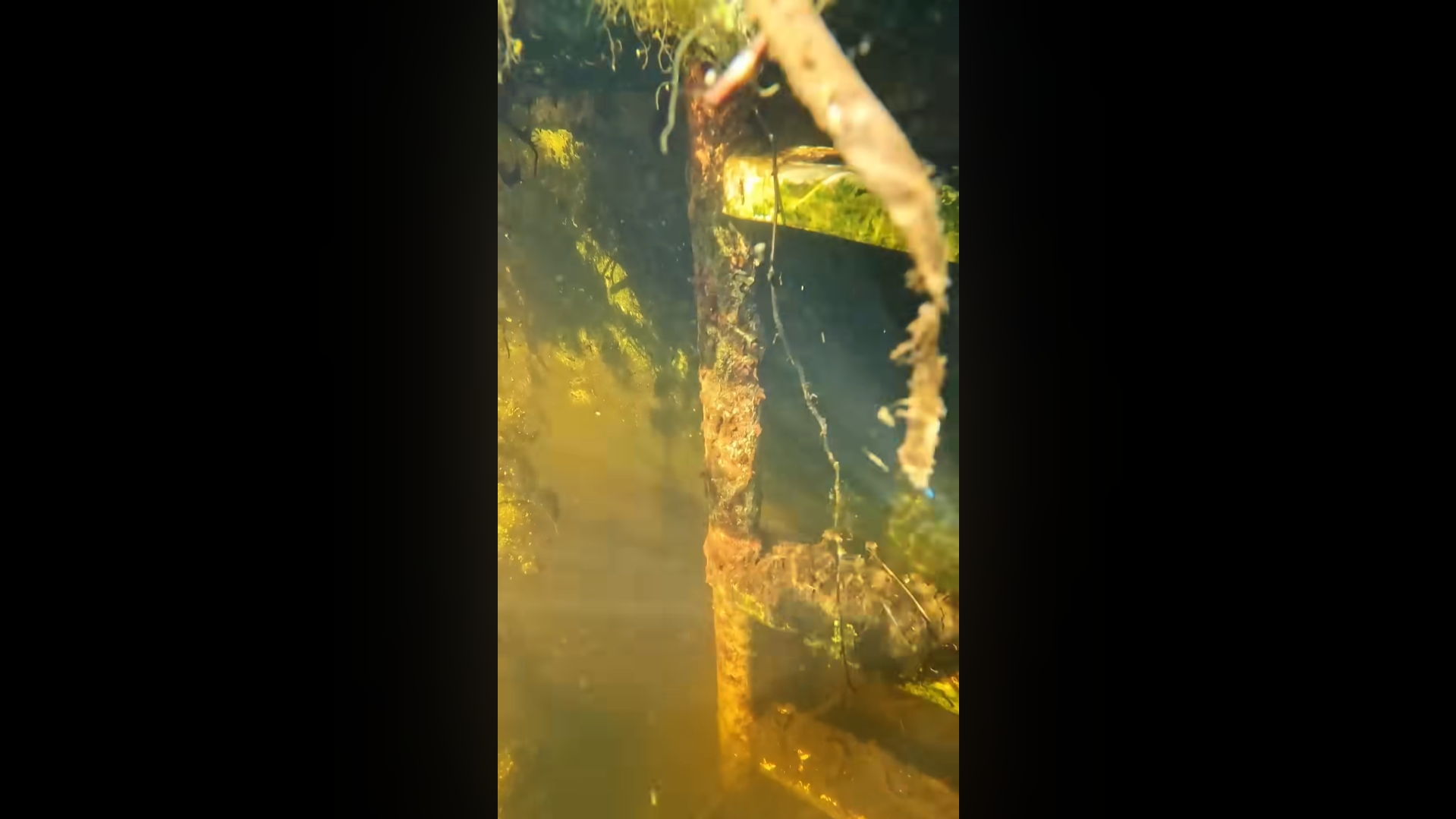 How it looks underwater at the swamp pool!