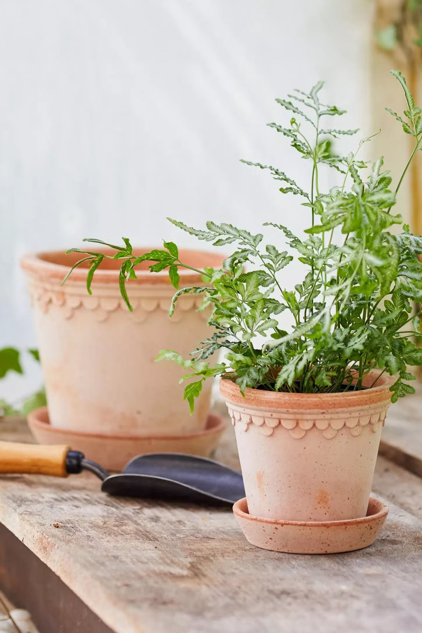 Bergs Copenhagen Terracotta Pot + Saucer Set