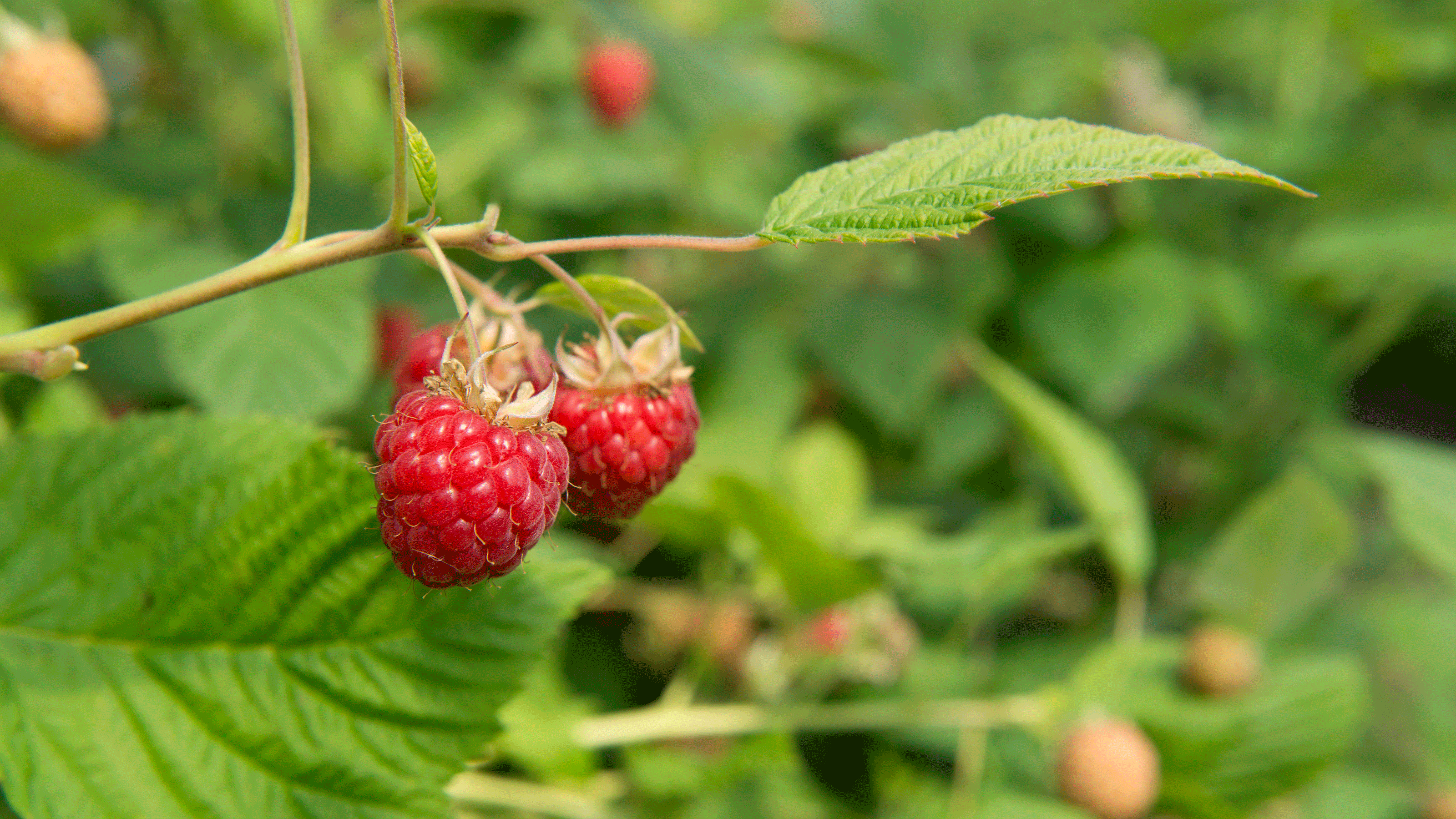 How to grow raspberries and save a fortune on high-quality fruit