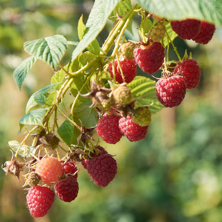 How to grow raspberries and save a fortune on high-quality fruit