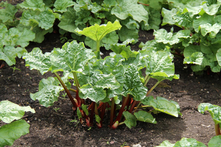 Love rhubarb? Now’s the time to plant for spring harvests for years to come