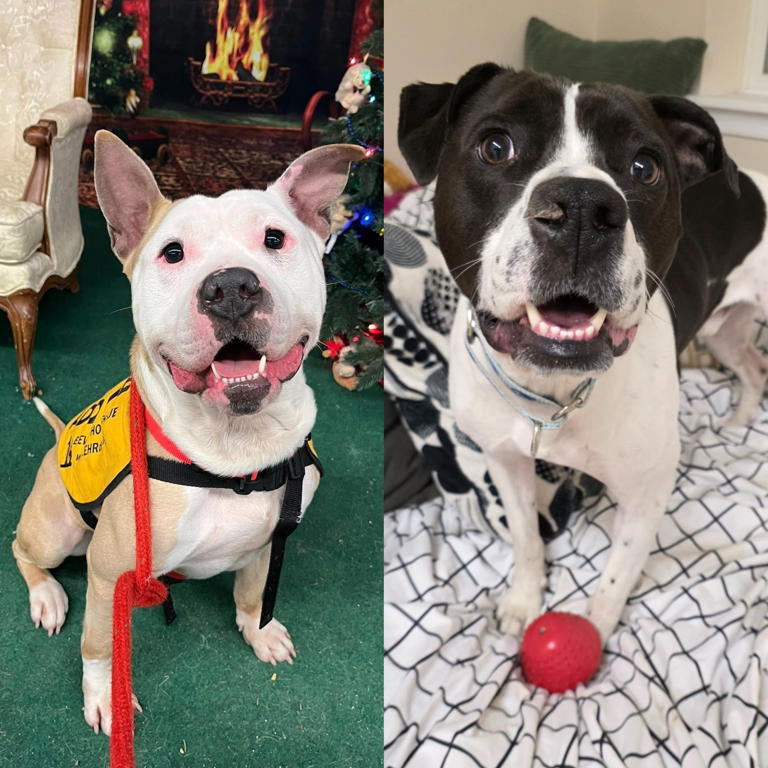 Meet the North Jersey adoptable pets of the week, Champ and Cooper