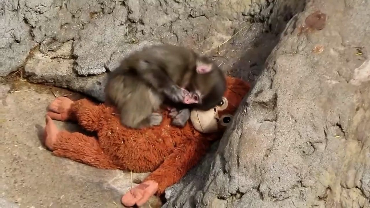 Give Punch a break! Zoo responds to heartbreaking video of baby monkey
