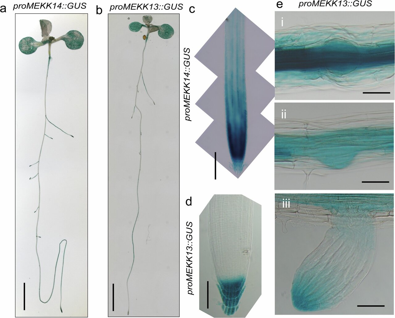 How root growth is stimulated by nitrate: Researchers decipher ...