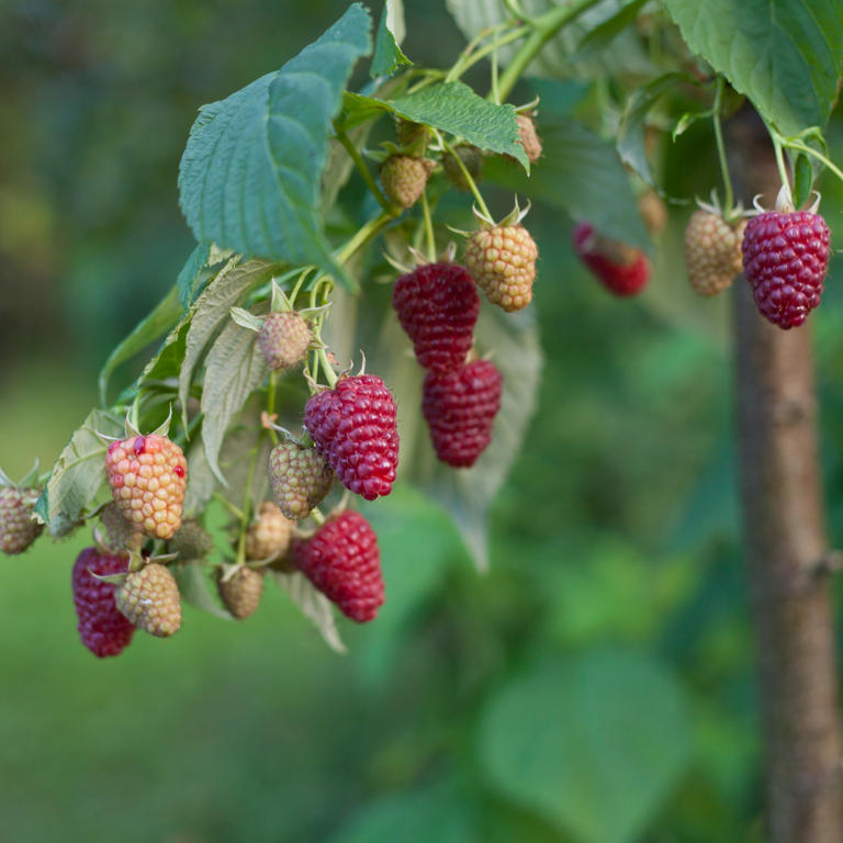 How to grow raspberries and save a fortune on high-quality fruit
