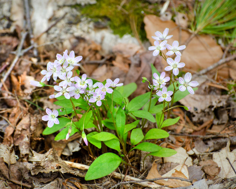 6 native spring ephemerals to add easy beauty while the rest of your ...