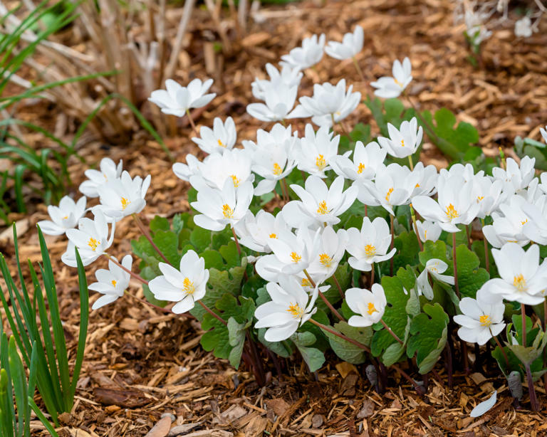 6 native spring ephemerals to add easy beauty while the rest of your ...